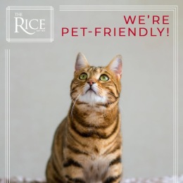 a cat looking upward